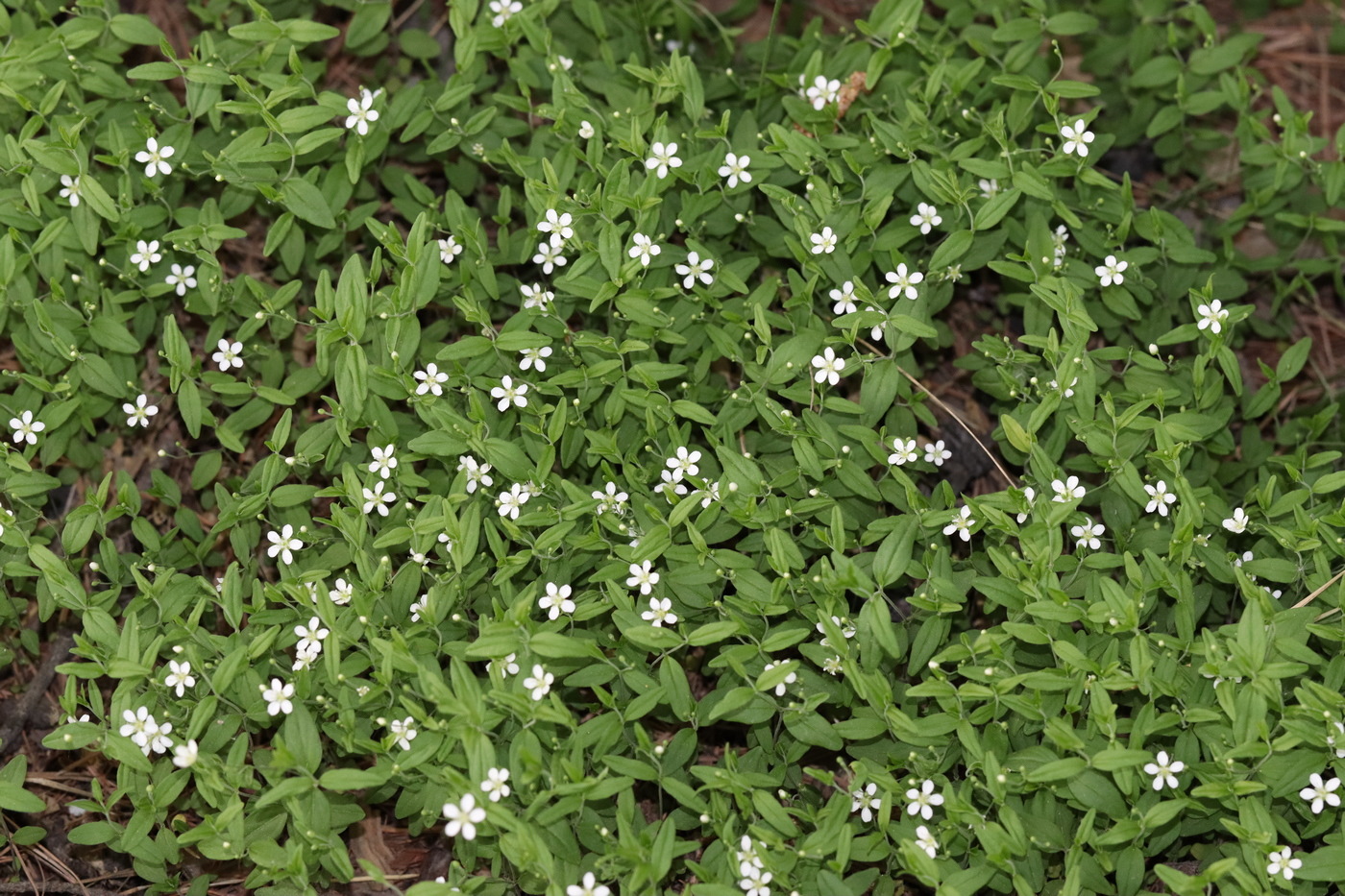 Image of Moehringia lateriflora specimen.