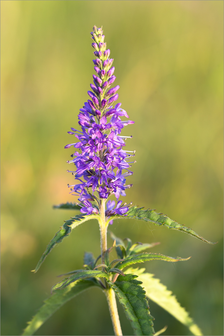 Изображение особи Veronica longifolia.