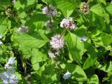 Mentha arvensis