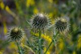 Cirsium ciliatum