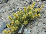 Image of taxon representative. Author is Денис Полевой