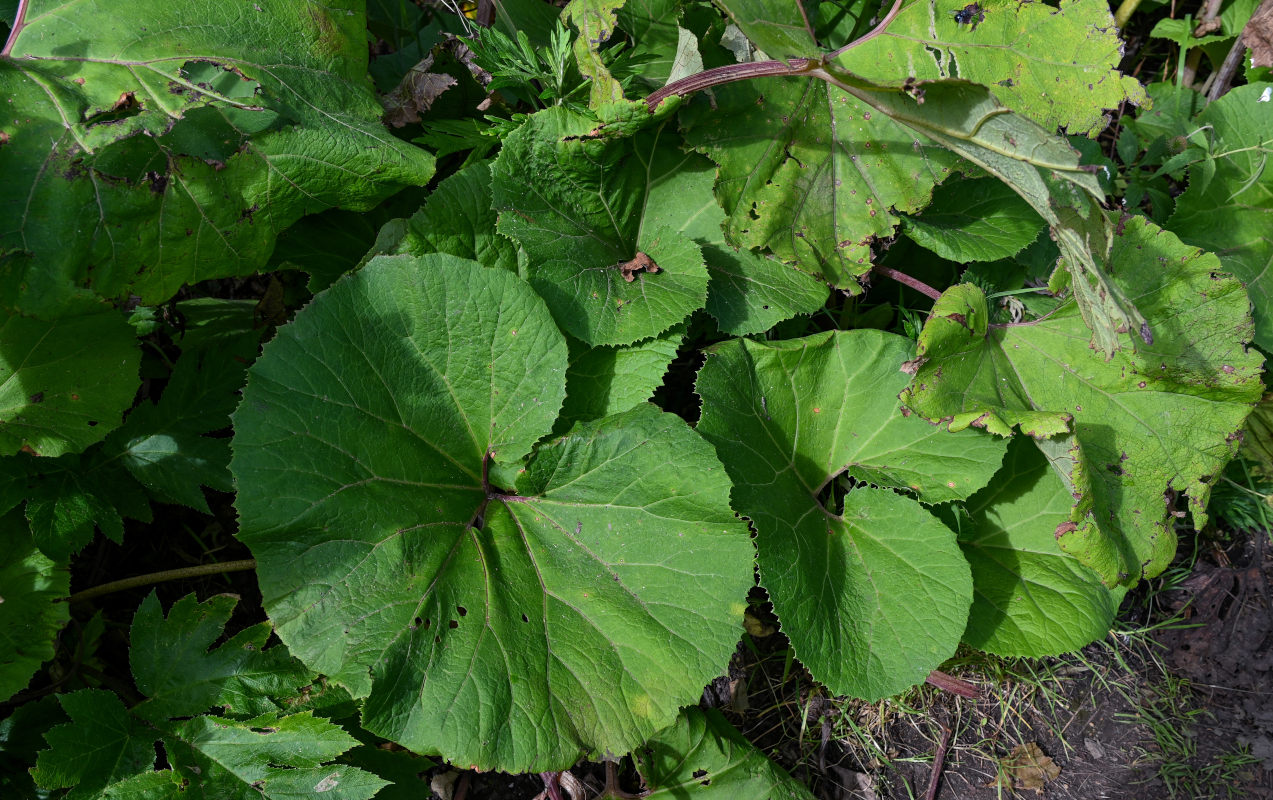 Изображение особи Petasites amplus.