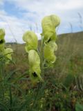 Aconitum anthoroideum