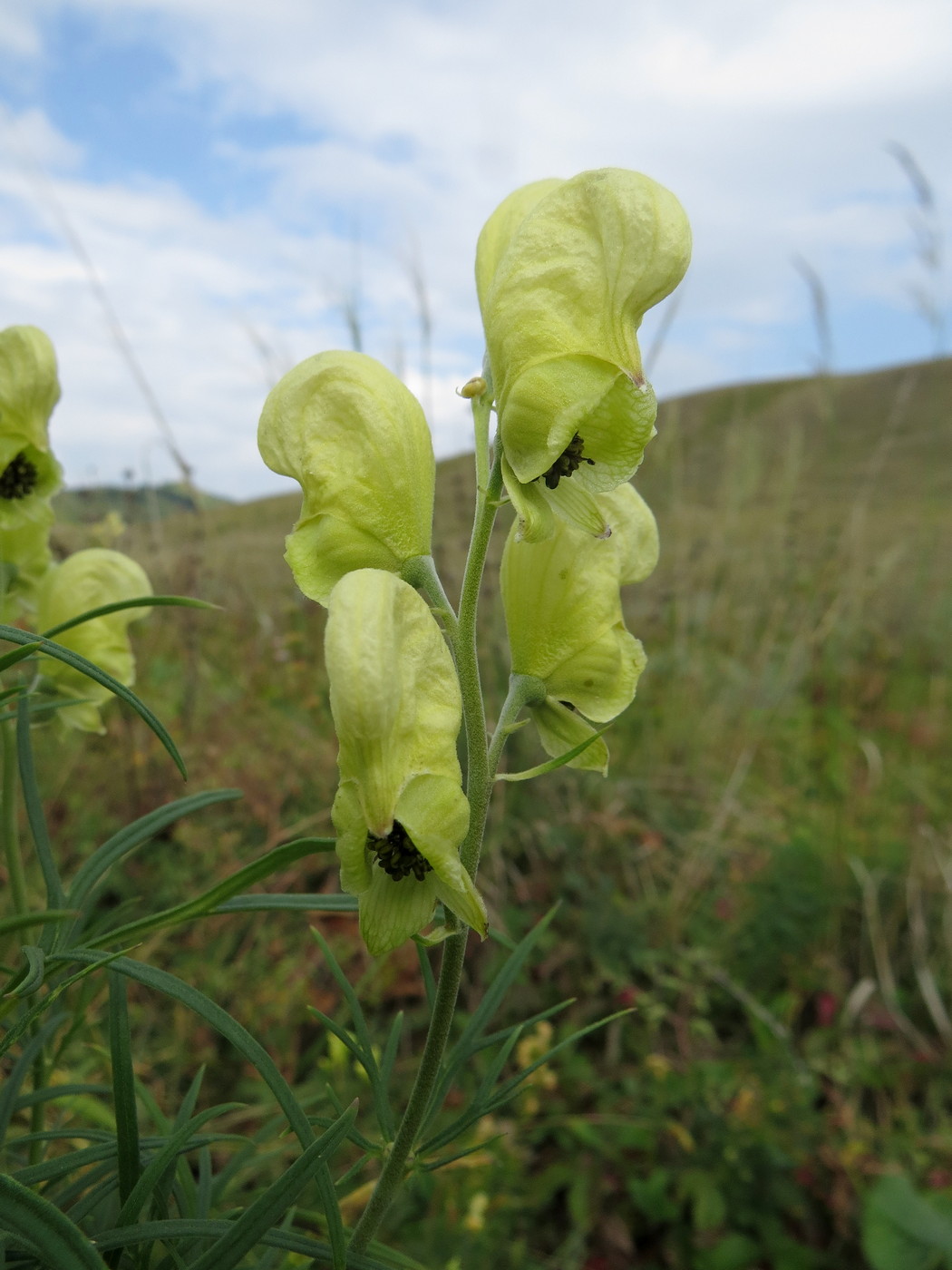 Изображение особи Aconitum anthoroideum.