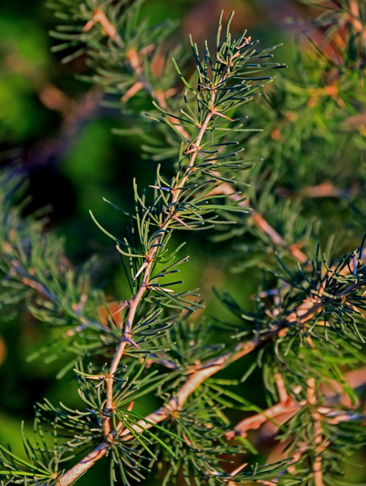 Изображение особи Asparagus albus.