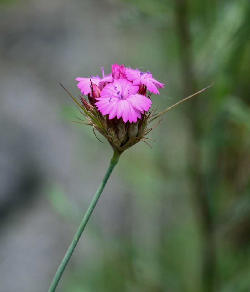 Изображение особи Dianthus calocephalus.