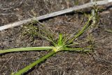 Scirpus radicans. Верхушка растения с соцветиями. Чувашия, Шемуршинский р-н, Национальный парк \"Чаваш вармане\". 22 июня 2010 г.