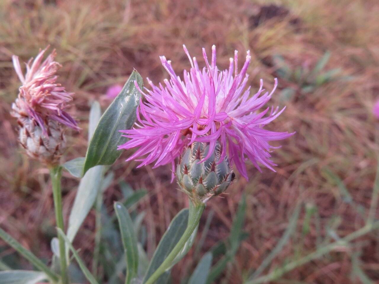 Изображение особи Centaurea stereophylla.