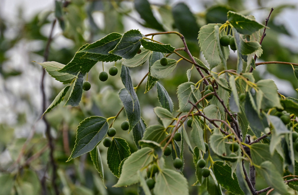 Image of Celtis caucasica specimen.