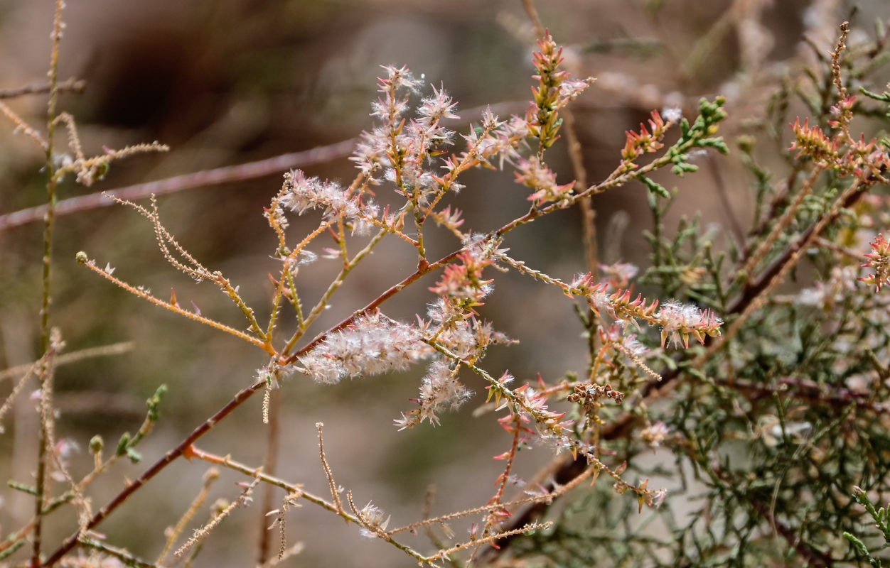 Image of genus Tamarix specimen.