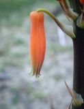genus Aloe. Цветок. Абхазия, Гагрский р-н, с. Лдзаа, озеленение. 11.04.2024.