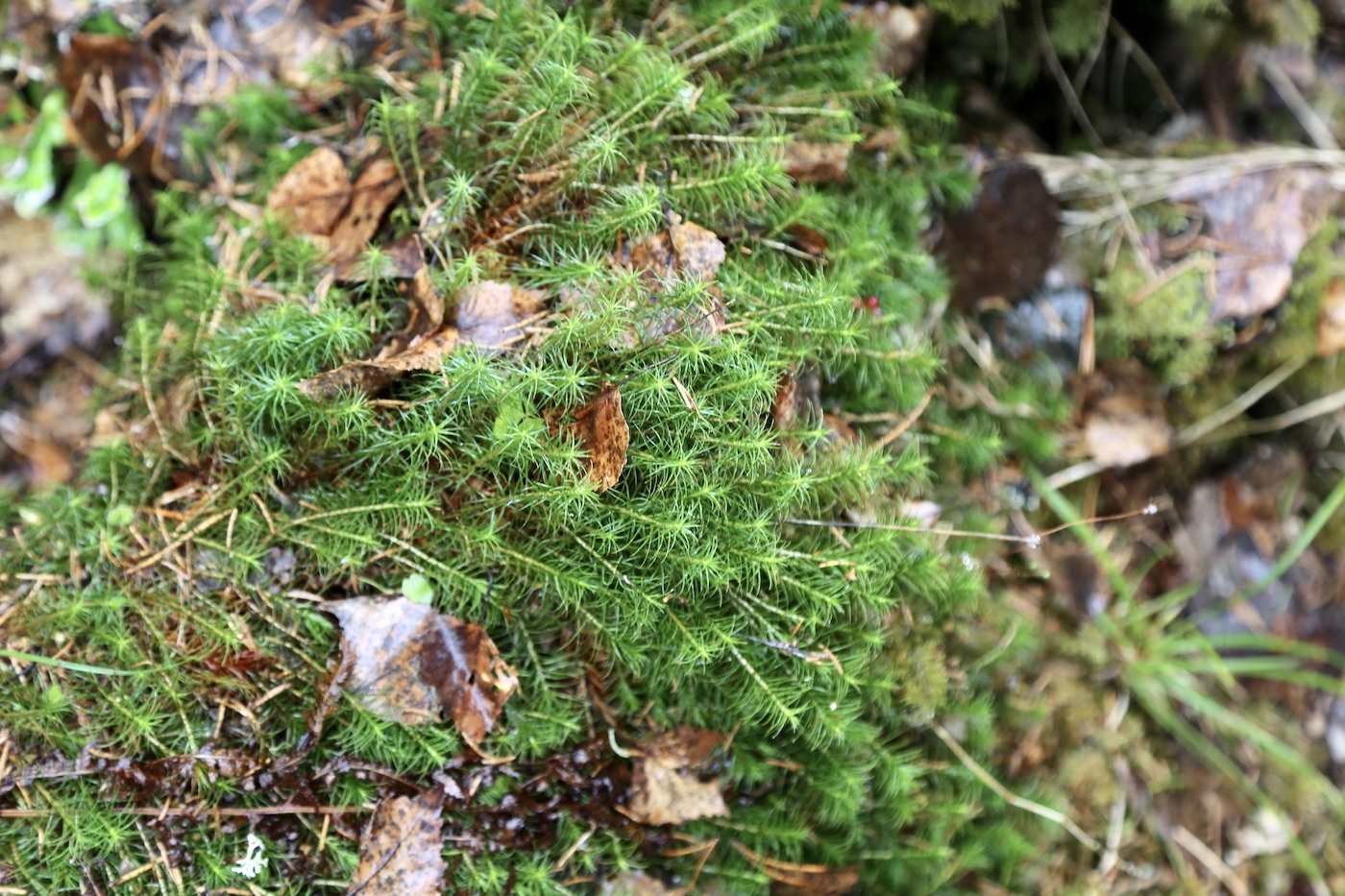 Изображение особи Polytrichum commune.