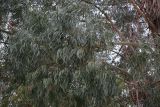 Eucalyptus viminalis. Часть кроны. Абхазия, Гагрский р-н, с. Лдзаа, озеленение. 13.04.2024.