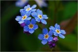 Myosotis sylvatica. Соцветие. Московская обл., Раменский р-н, окр. дер. Хрипань, садовый участок. 21.05.2024.