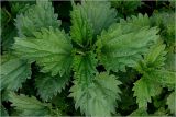Urtica dioica