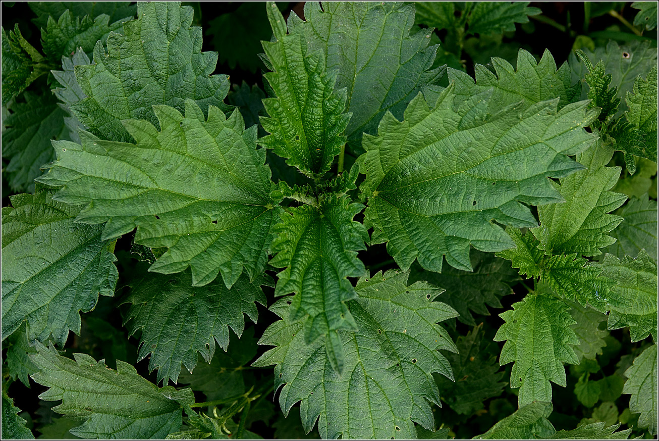 Image of Urtica dioica specimen.