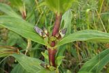 Gentiana cruciata. Часть стебля, узел с листьями и пазушными соцветиями в стадии бутонизации. Ульяновская обл., Мелекесский р-н, окр. пос. Русский Мелекесс, зарастающий сосной суходольный луг. 01.07.2023.