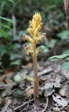 Orobanche laxissima