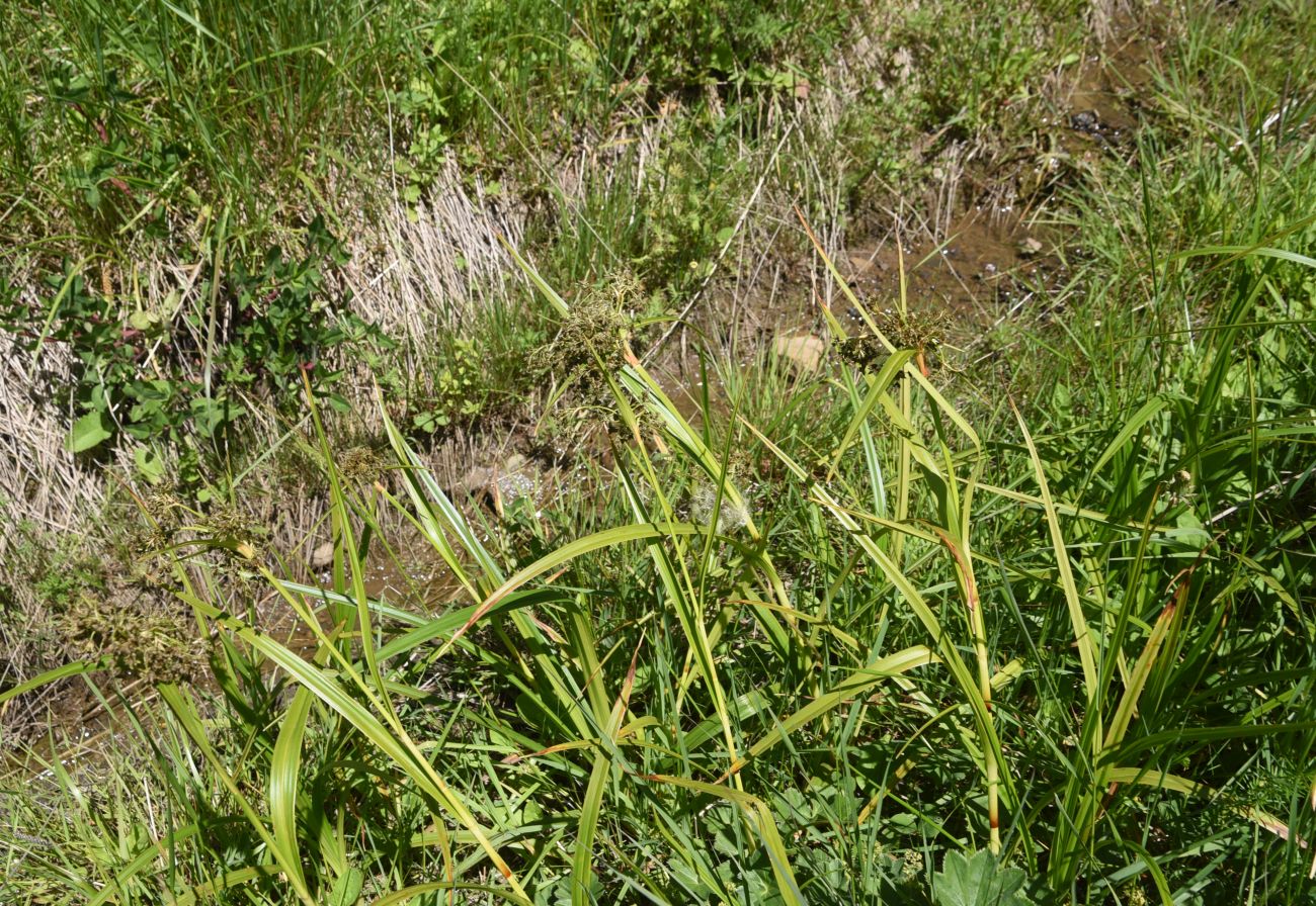 Изображение особи род Scirpus.