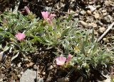 Convolvulus lineatus