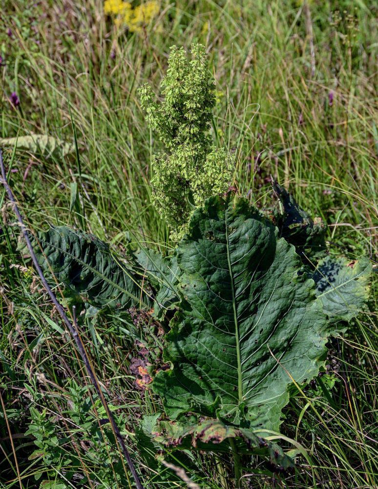 Image of Rumex confertus specimen.