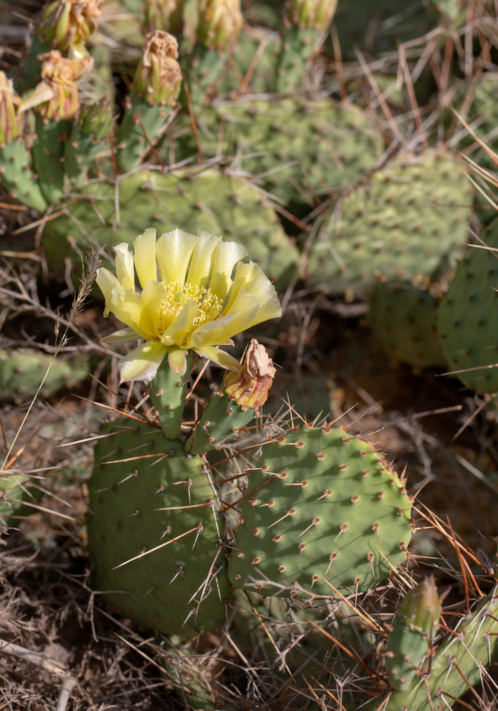 Image of Opuntia tortispina specimen.