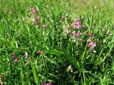 Lathyrus sylvestris