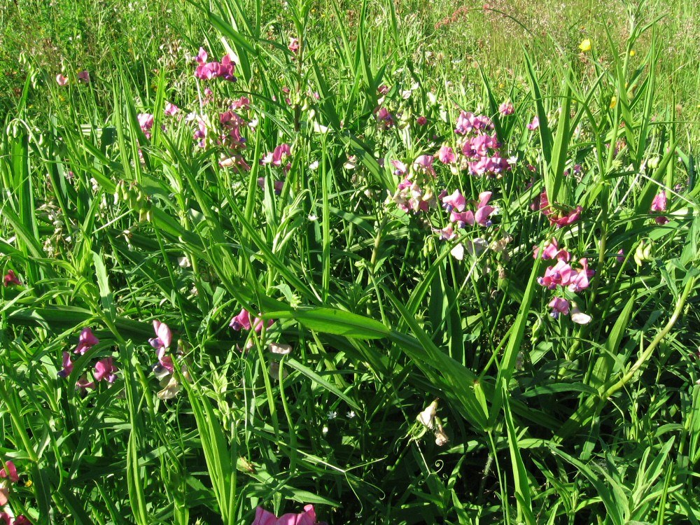 Изображение особи Lathyrus sylvestris.