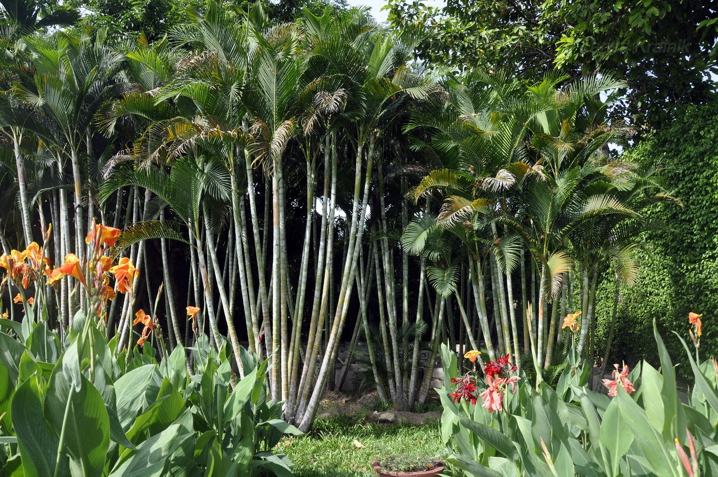 Изображение особи Dypsis lutescens.