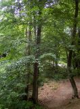 Fagus × taurica. Взрослые деревья. Крым, городской округ Алушта, окр. Ангарского перевала, у лесной дороги. 27.05.2024.