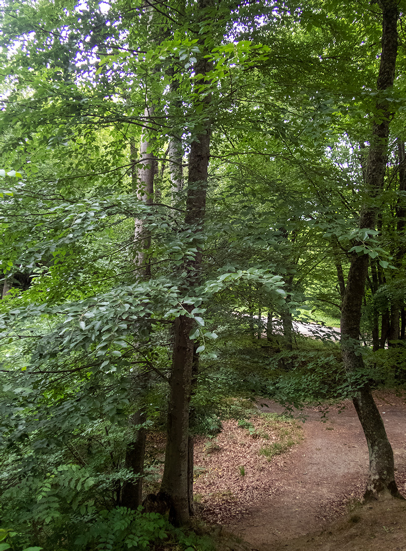 Изображение особи Fagus &times; taurica.