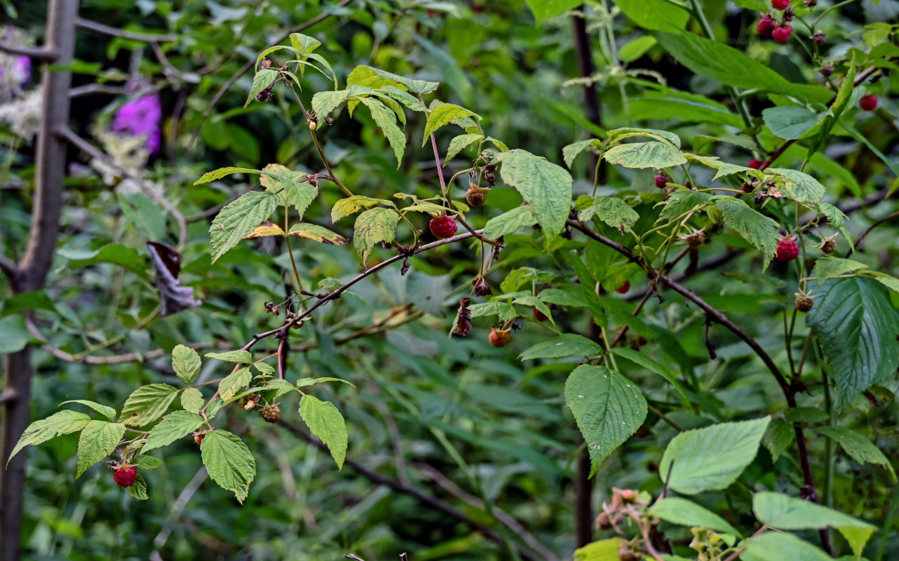 Изображение особи Rubus idaeus.