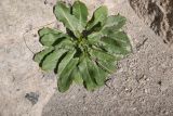 familia Asteraceae. Вегетирующее растение. Грузия, край Самцхе-Джавахети, монастырь Вардзиа, на скале. 3 февраля 2025 г.