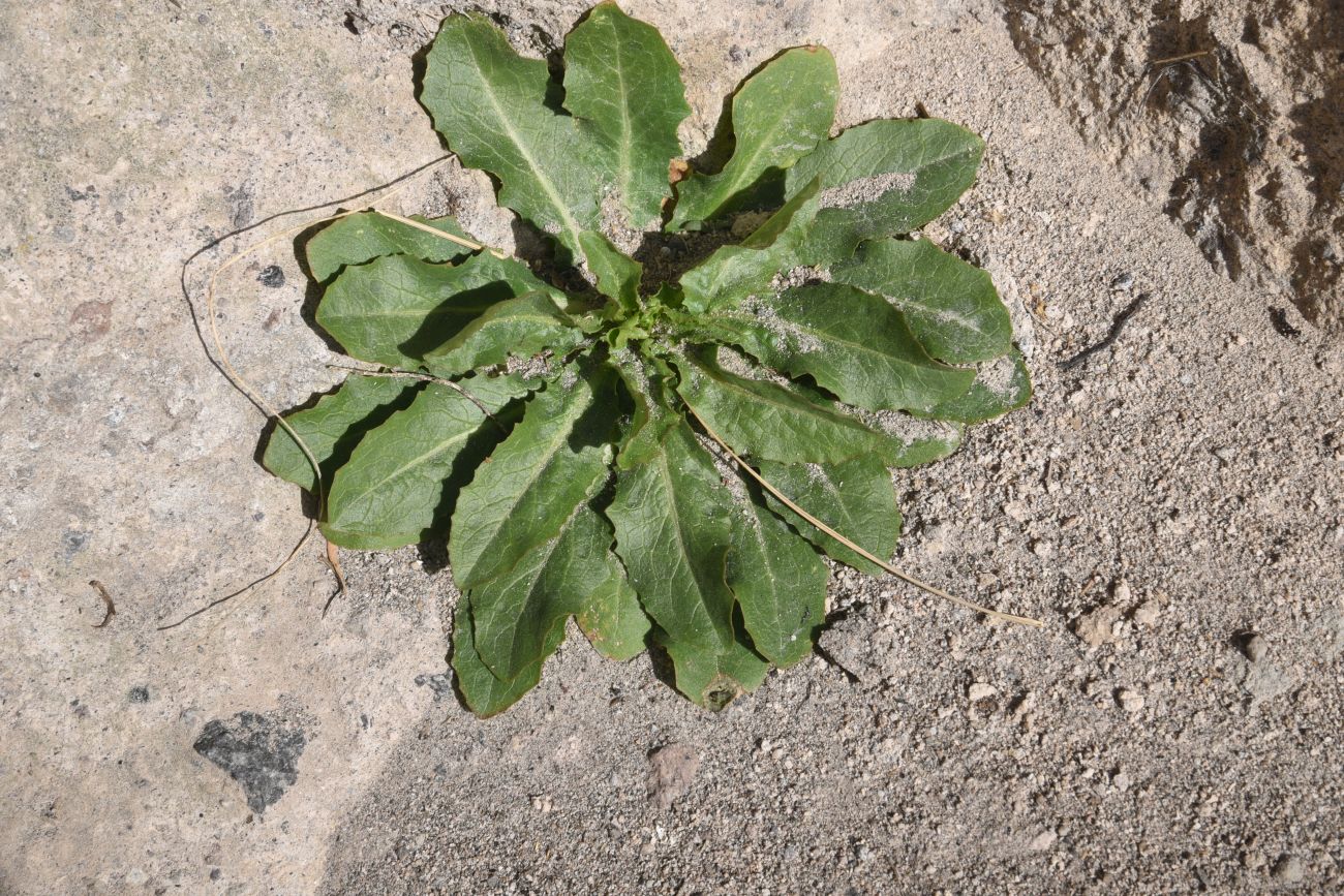 Image of familia Asteraceae specimen.