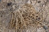 Anabasis truncata