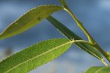Salix pentandra