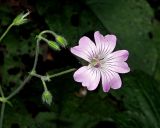 Geranium gracile. Часть соцветия с цветком и бутонами. Краснодарский край, Адлерский р-н, Краснополянский поселковый округ, горнолыжный курорт \"Роза Хутор\", экотропа, широколиственный лес, склон оврага. 10.09.2023.