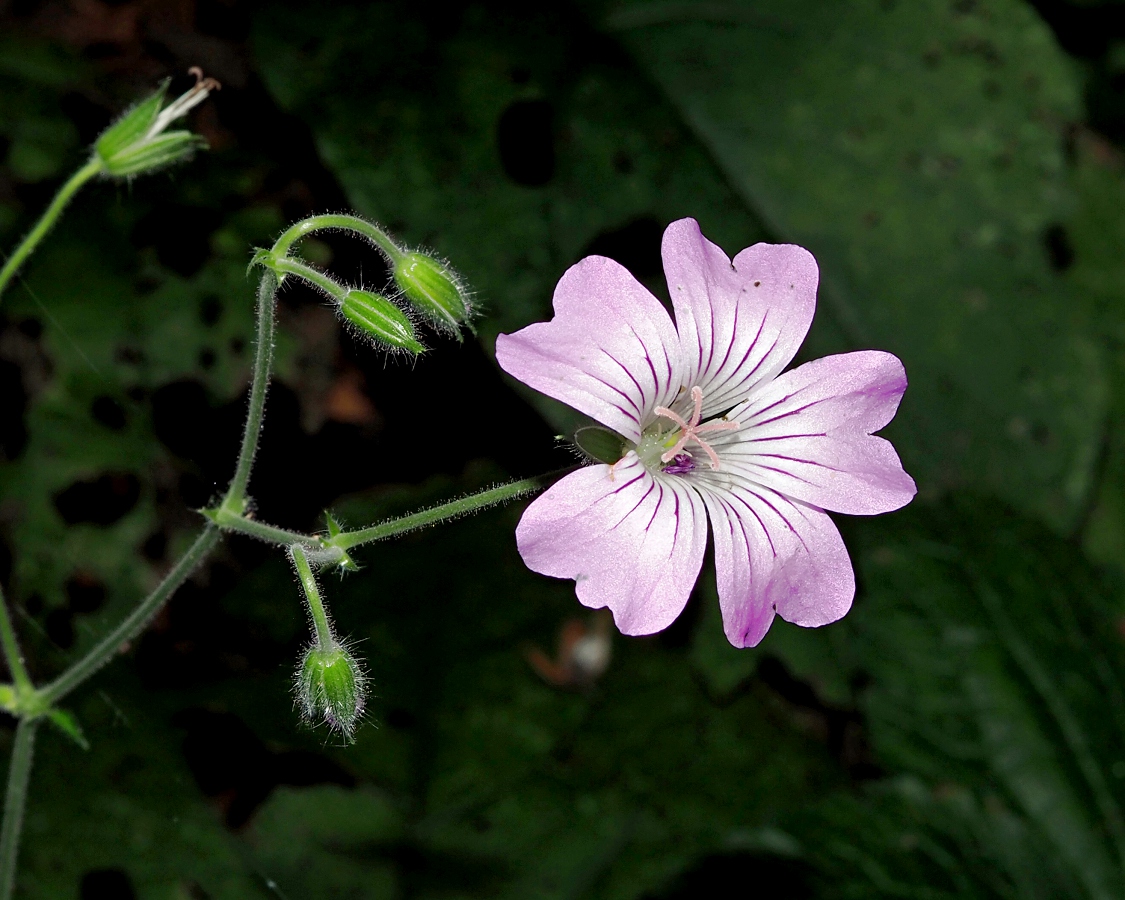 Изображение особи Geranium gracile.