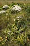 Heracleum sosnowskyi