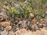Trigonella strangulata