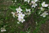 Malus domestica. Цветки и листья. Московская обл., Павлово-Посадский ГО, г. Электрогорск, в культуре. 18.05.2025.