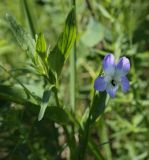 Viola elatior
