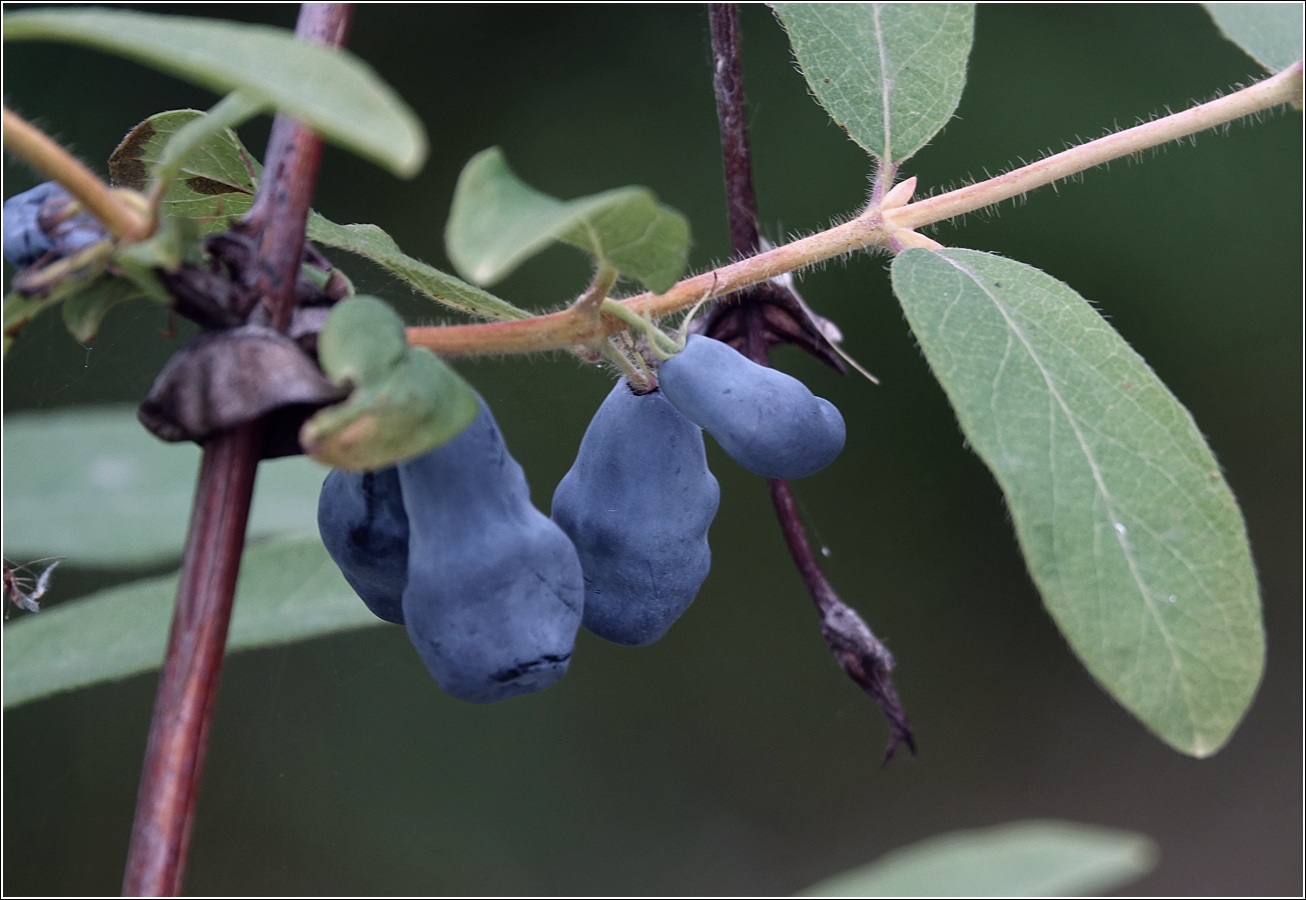 Image of Lonicera edulis specimen.