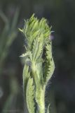 Potentilla recta