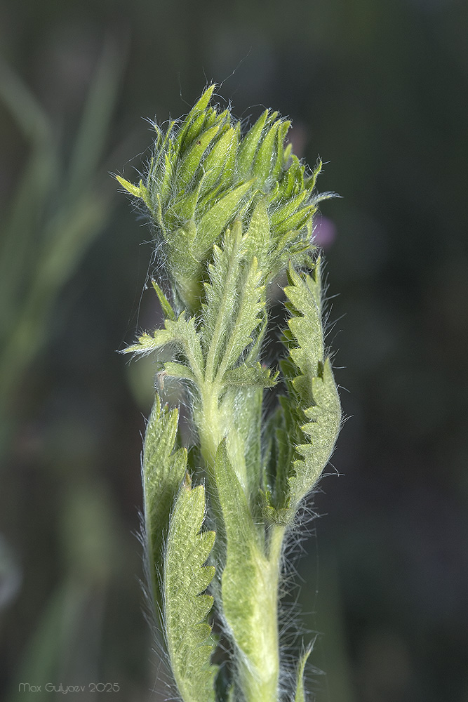 Image of Potentilla recta specimen.