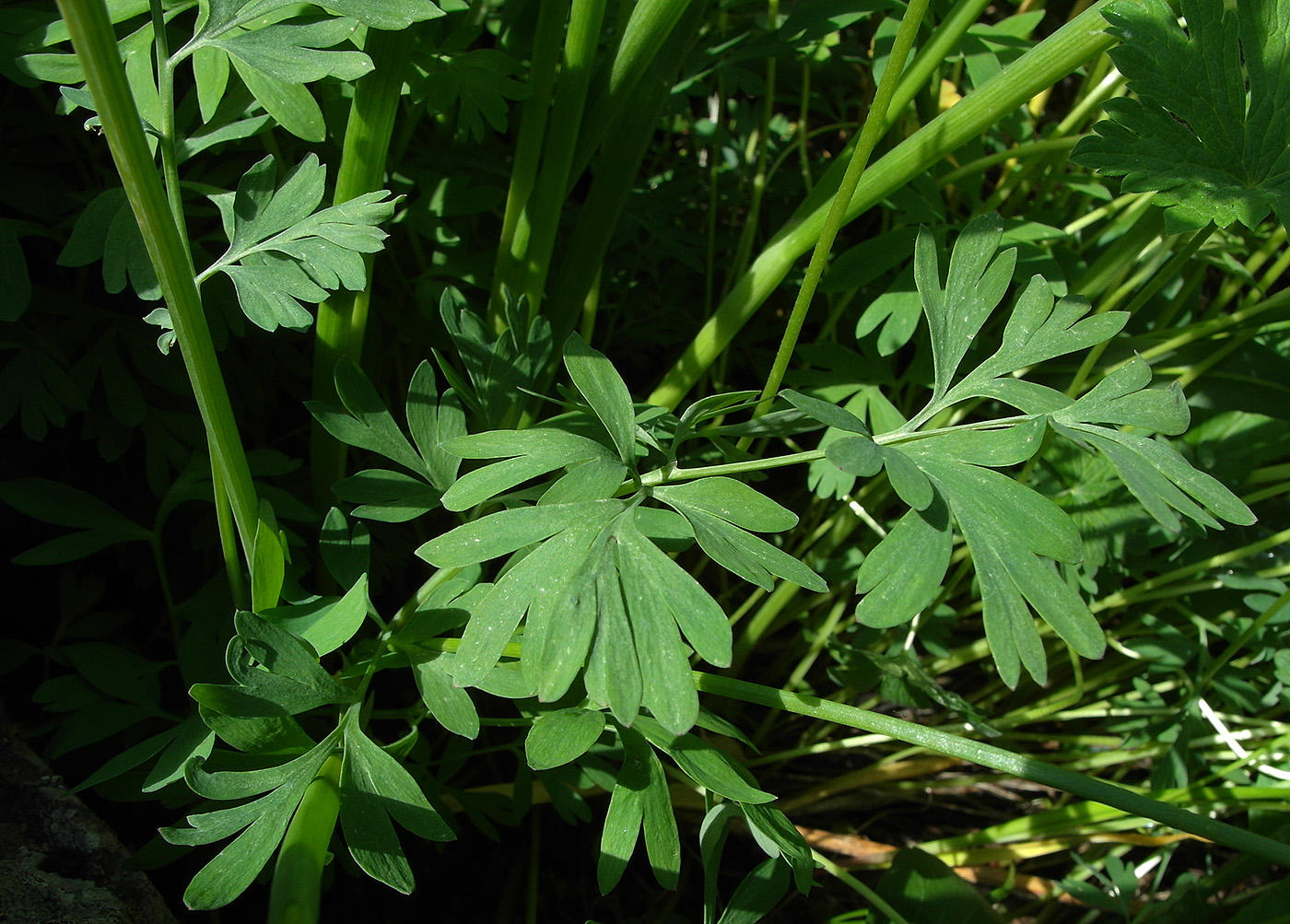 Изображение особи Corydalis gortschakovii.