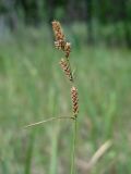 Carex hartmaniorum