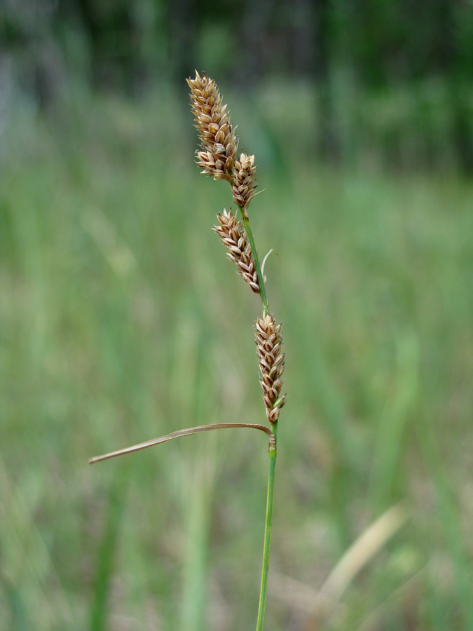 Изображение особи Carex hartmaniorum.