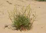 Rumex acetosella