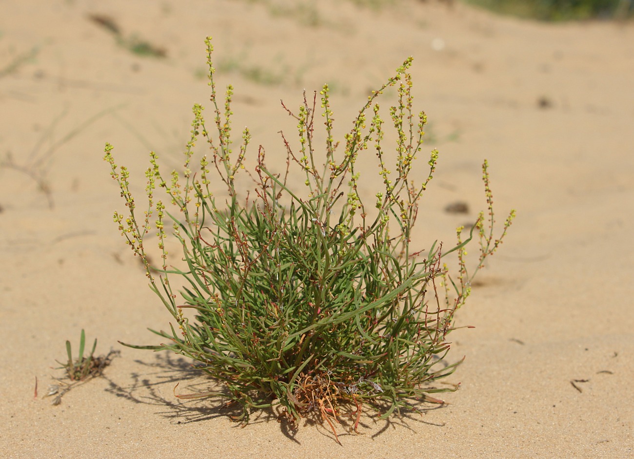 Image of Rumex acetosella specimen.